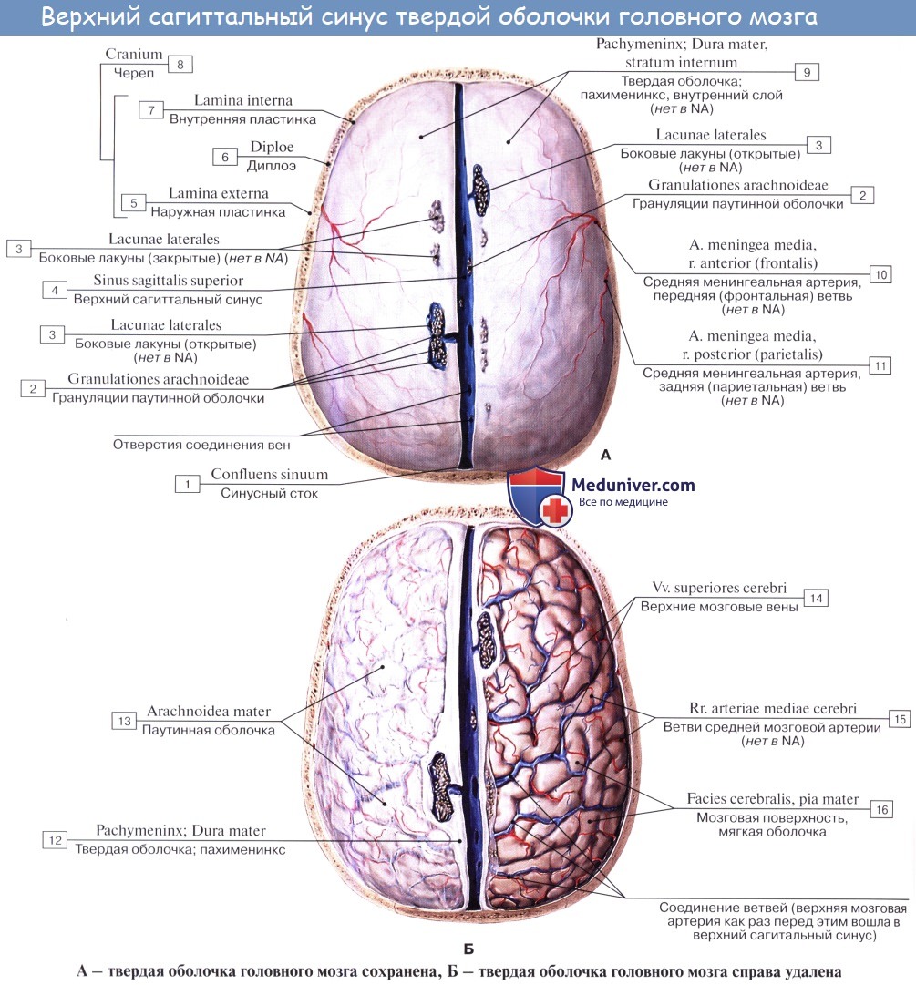 Анатомия: Верхний сагитальный синус. Затылочный синус, sinus occipitalis. Сток синусов, confluens sinuum. Венозное кольцо