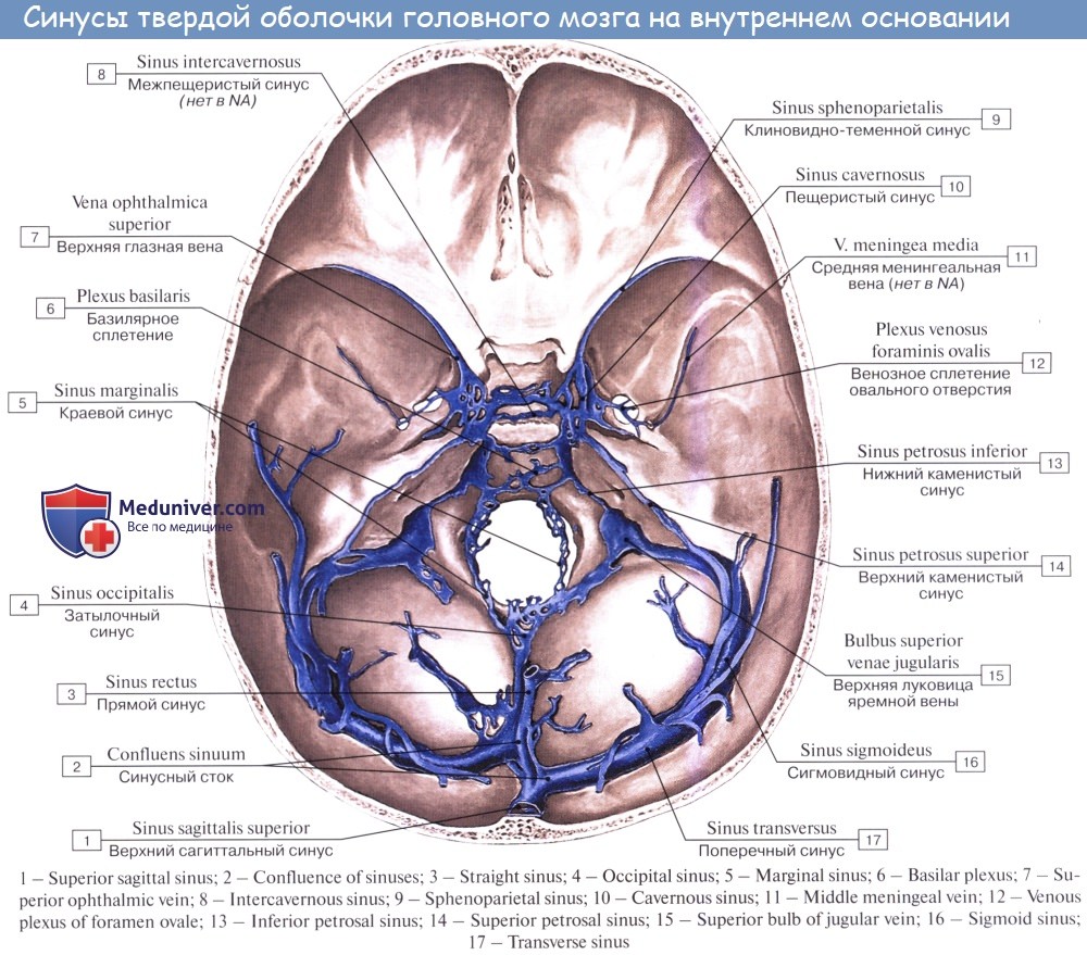 Синусы оболочки головного мозга. Топография синусов твердой мозговой оболочки. Анатомия венозных синусов твердой мозговой оболочки головного мозга. Синус твердой мозговой оболочки, впадающий в синусный Сток. Синусы твердой мозговой оболочки латынь.