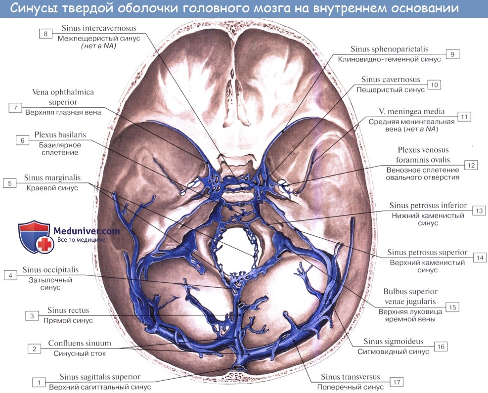 Анатомия: Пещеристый синус, sinus cavernosus. Клиновидный синус, sinus sphenoparietalis. Верхний и нижний каменистые синусы