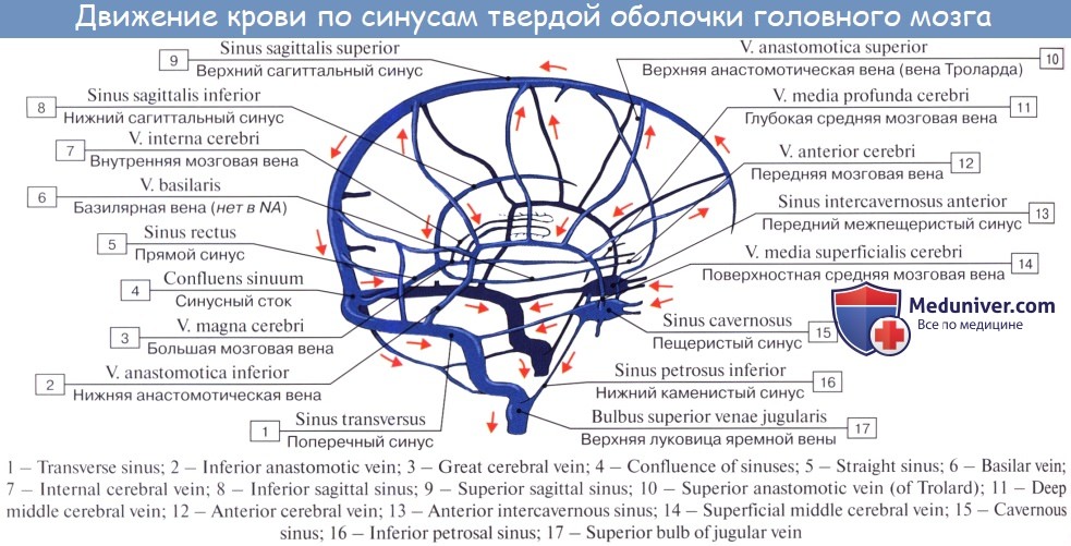 Внутренняя вена латынь. Синусы твердой мозговой оболочки схема. Вены головного мозга синусы твердой мозговой оболочки. Схема сообщений синусов твердой мозговой оболочки. Схема венозных синусов твердой мозговой оболочки.