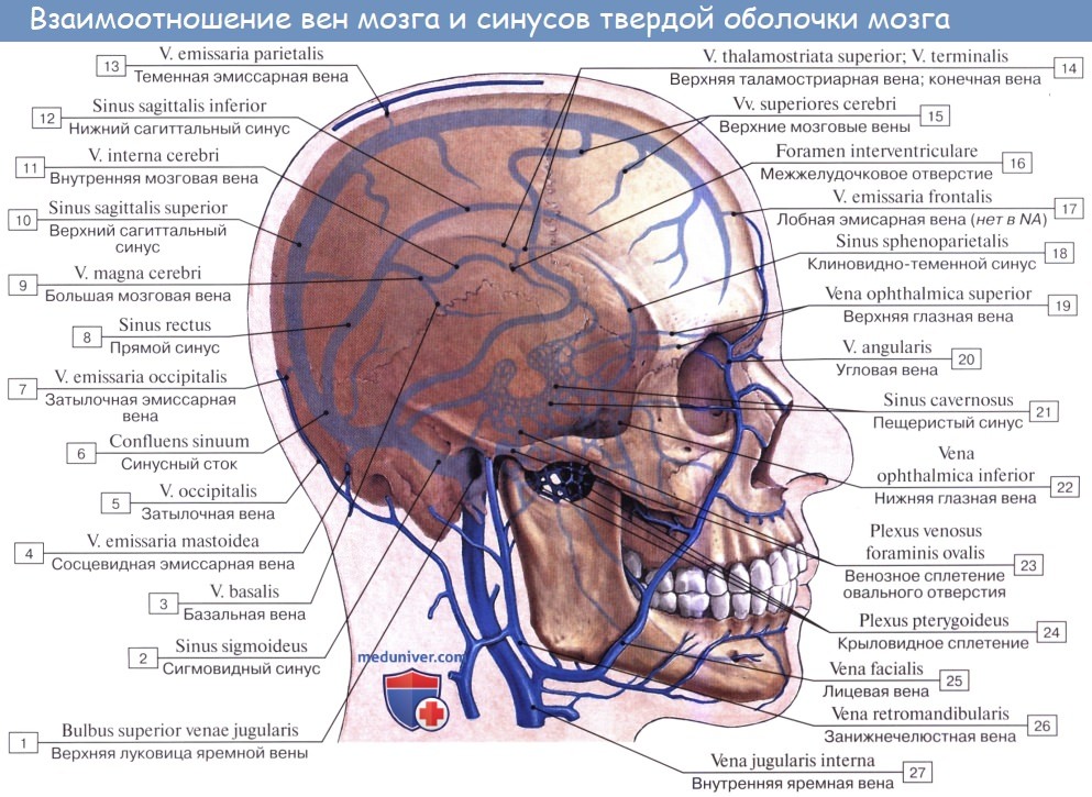 Анатомия: Синусы твердой оболочки, sinus durae matris. Поперечный синус, sinus transversus