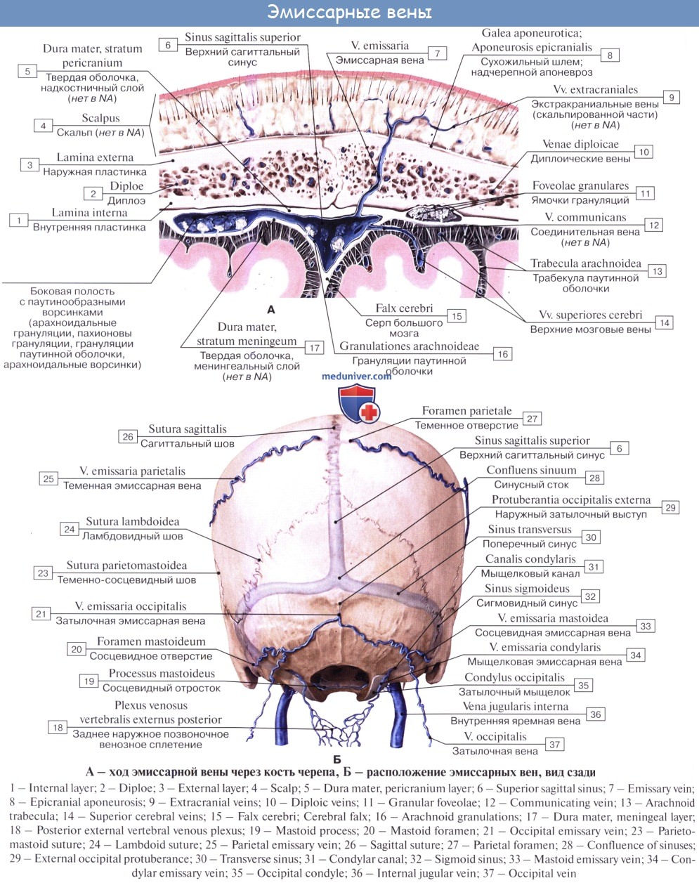 Верхние вены мозга. Проекция синусов твердой мозговой оболочки. Синусы твердой мозговой оболочки гистология. Сосцевидная эмиссарная Вена. Эмиссарные вены головного мозга.