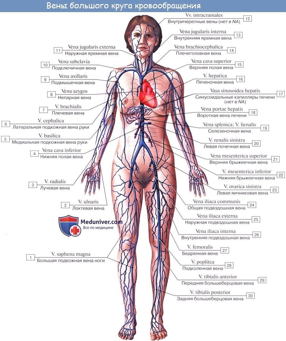 Анатомия: Вены большого круга кровообращения. Система верхней полой вены, vena cava superior