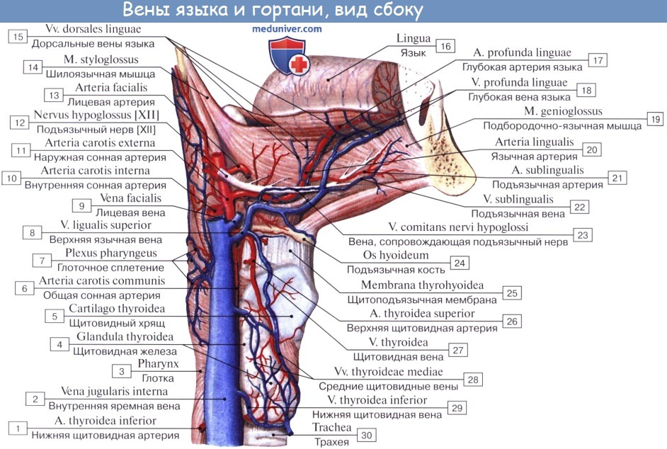 Анатомия: Внутренняя яремная вена, v. jugularis interna. Притоки внутренней яремной вены