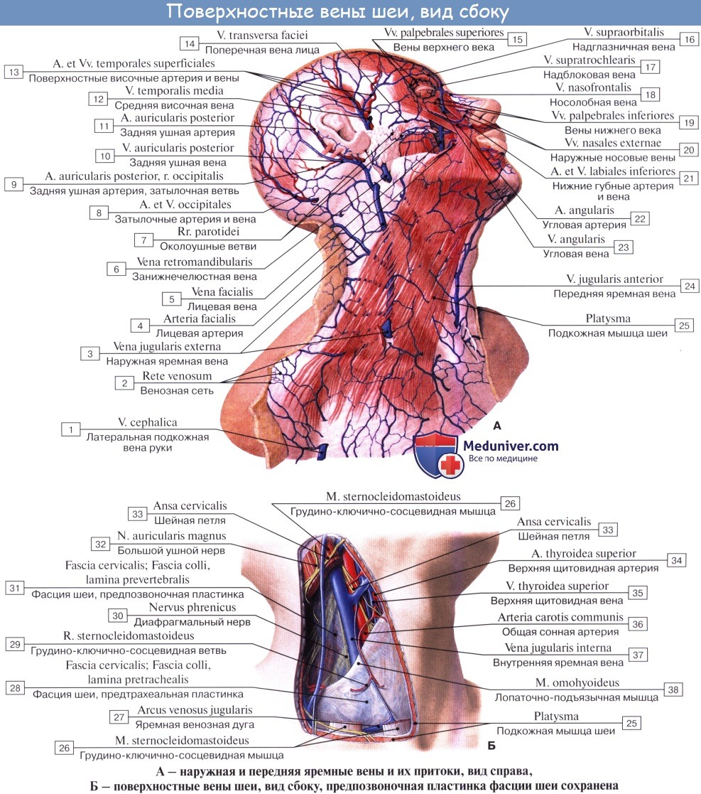 Анатомия: Наружная яремная вена, v. jugularis externa