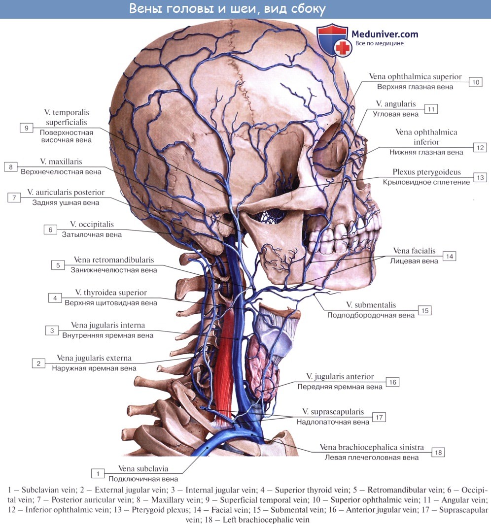 Внутренняя яремная Вена анатомия