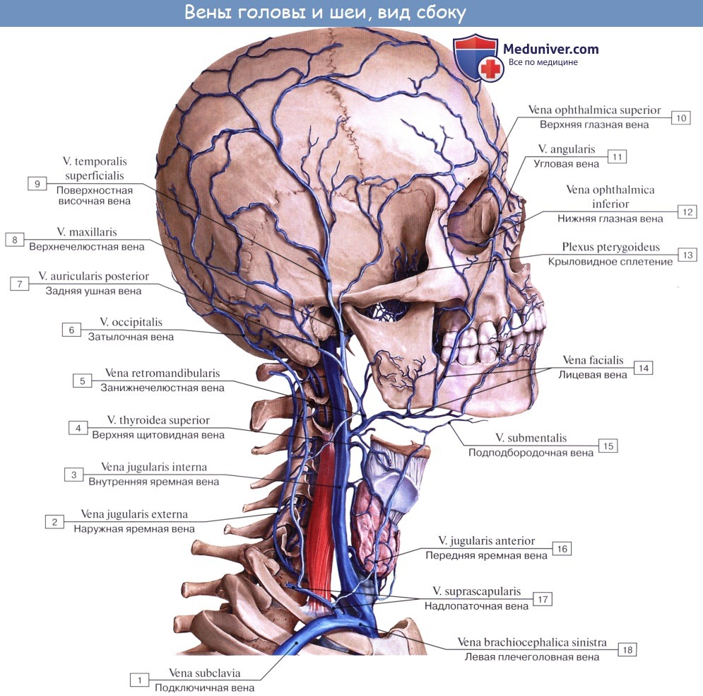 Анатомия: Внутренняя яремная вена, v. jugularis interna. Притоки внутренней яремной вены
