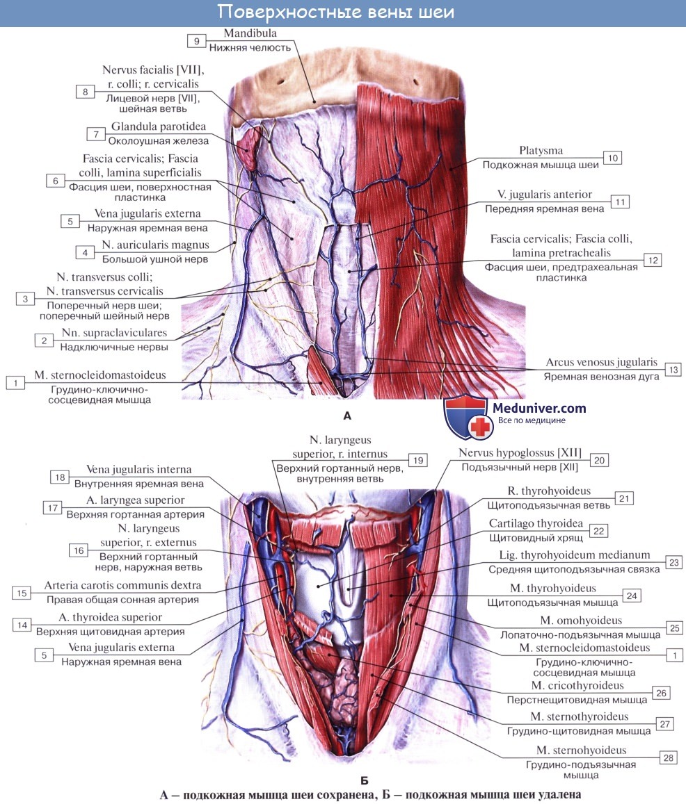 Анатомия: Передняя яремная вена, v. jugularis anterior
