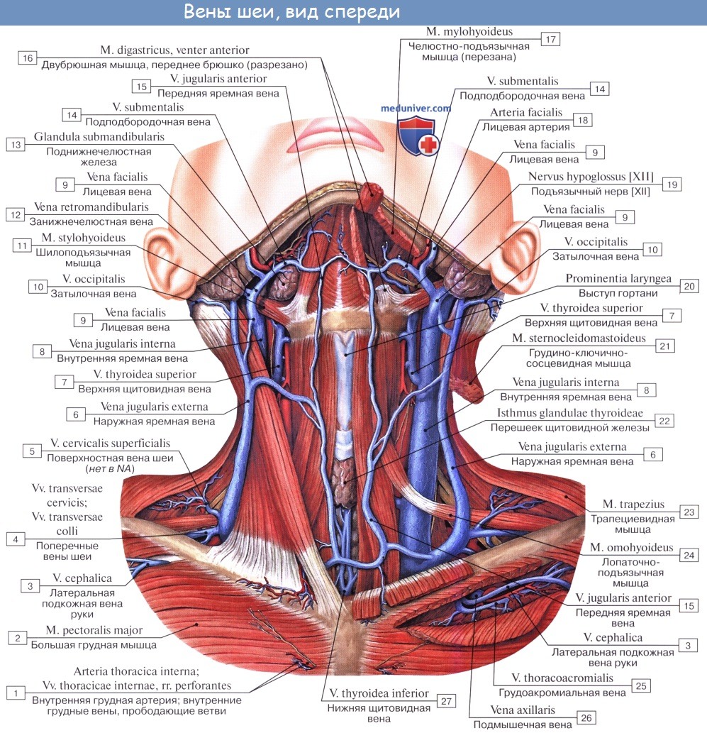Анатомия: Передняя яремная вена, v. jugularis anterior