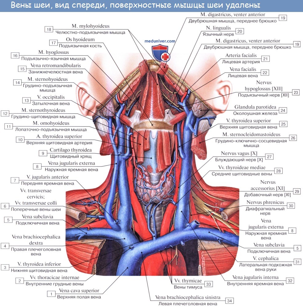 Анатомия: Подключичная вена, v. subclavia