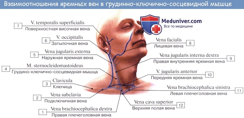 Анатомия: Подключичная вена, v. subclavia