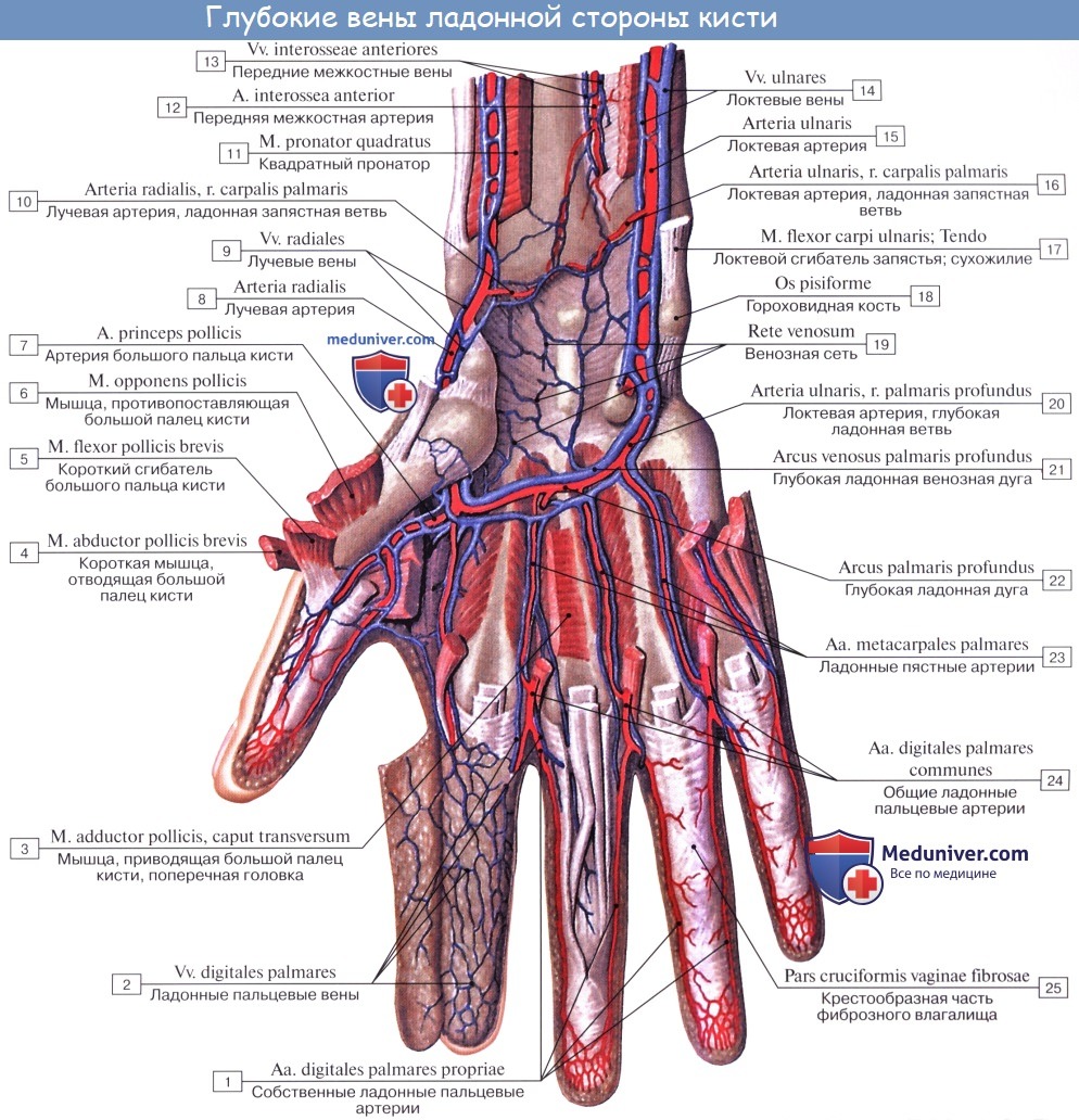Анатомия: Вены верхней конечности. Поверхностные (подкожные) и глубокие вены руки