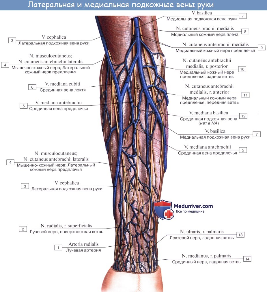 Анатомия: Вены верхней конечности. Поверхностные (подкожные) и глубокие вены руки