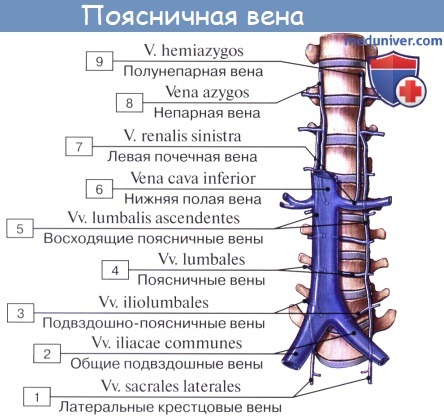 Анатомия: Вены непарная - v. azygos, и полунепарная - v. hemiazygos