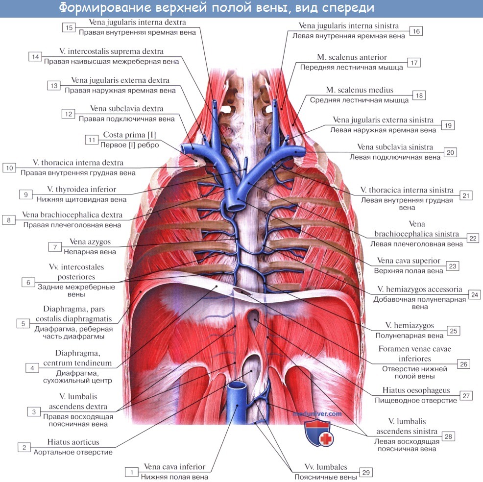 Анатомия: Плечеголовные вены, vv. brachiocephalicae dextra et sinistra