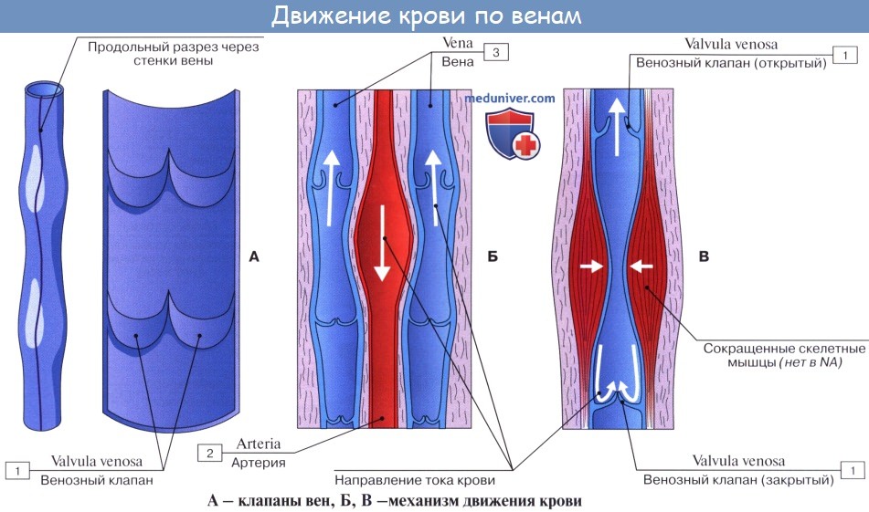 Анатомия: Вены большого круга кровообращения. Система верхней полой вены, vena cava superior