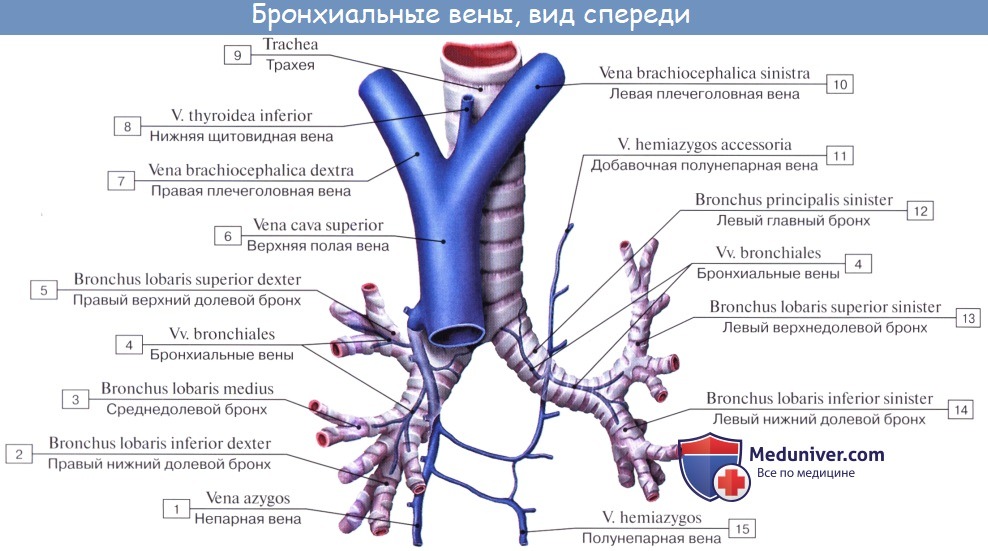 Анатомия: Кровообращение в легких. Лимфатический отток легких. Иннервация легких. Сосуды, нервы, лимфатичекие узлы легких