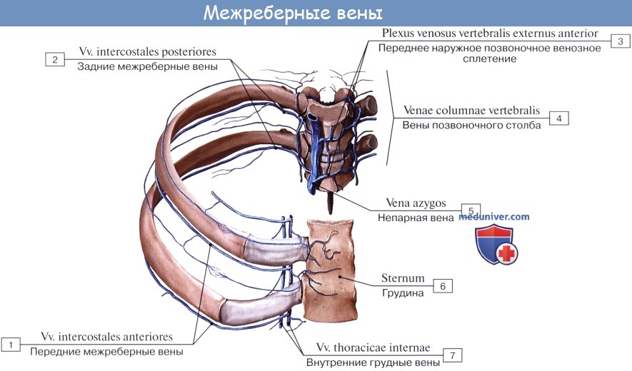 :   :    - vv. intercostales posteriores,    - v. thoracica interna