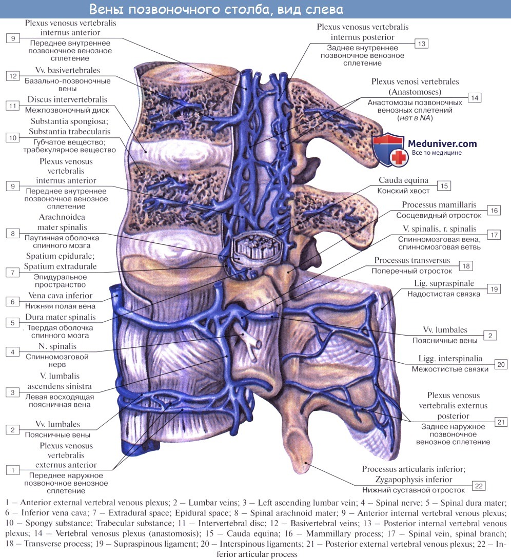 Внутренняя вена латынь. Позвоночная Вена анатомия. Венозные сплетения позвоночного столба. Наружные позвоночные венозные сплетения. Arteria vertebralis анатомия.