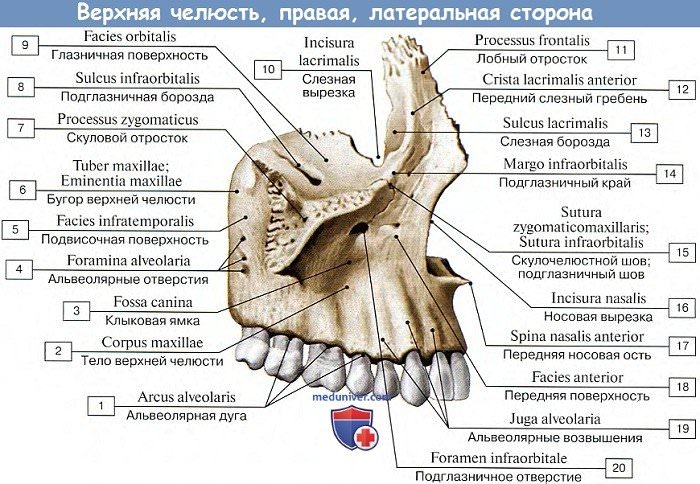 Анатомия: Верхняя челюсть, латеральная сторона