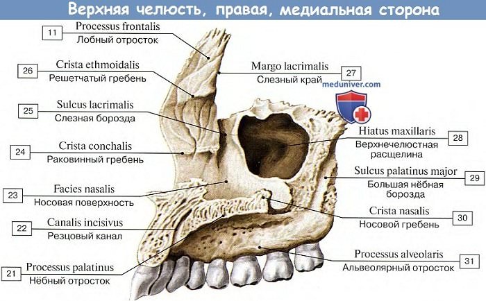 Анатомия: Верхняя челюсть, медиальная сторона