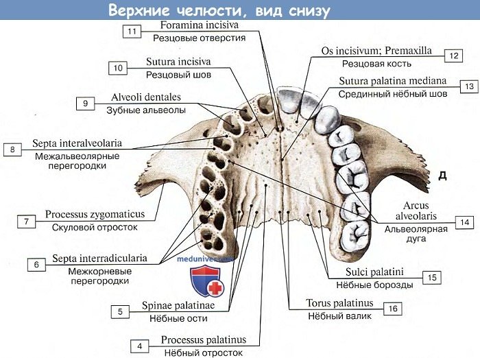 Анатомия: Верхние челюсти, вид снизу