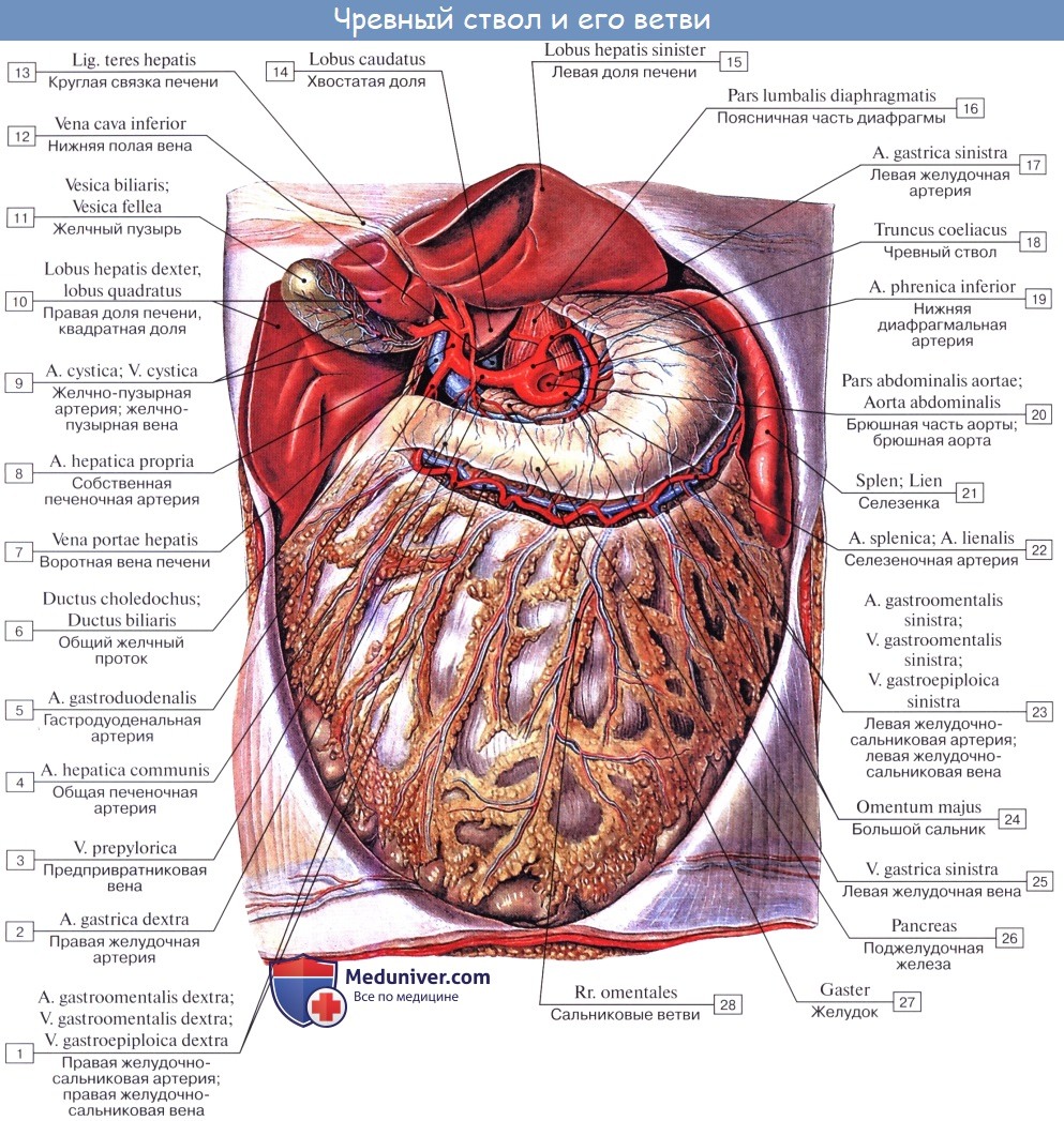 Анатомия: Ветви брюшной части аорты. Непарные висцеральные ветви: чревный ствол (truncus coeliacus)