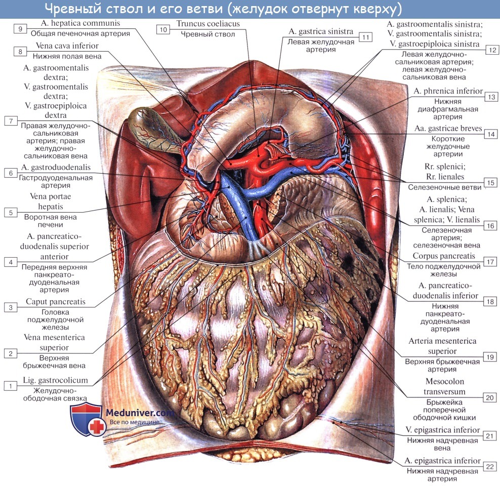 Анатомия: Ветви брюшной части аорты. Непарные висцеральные ветви: чревный ствол (truncus coeliacus)