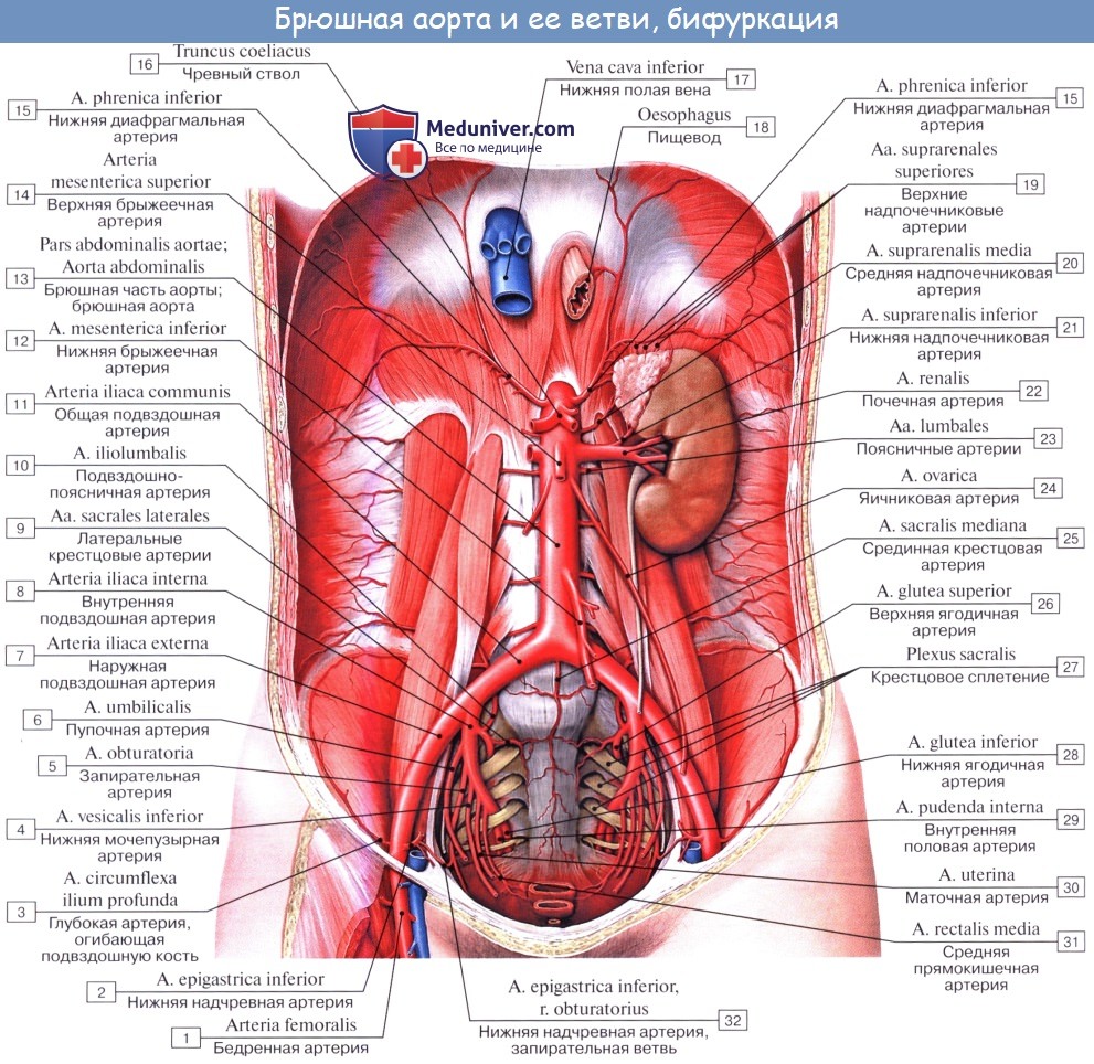 Анатомия: Парные висцеральные ветви: почечная артерия (a. renalis), средняя надпочечниковая артерия (a. suprarenalis media)