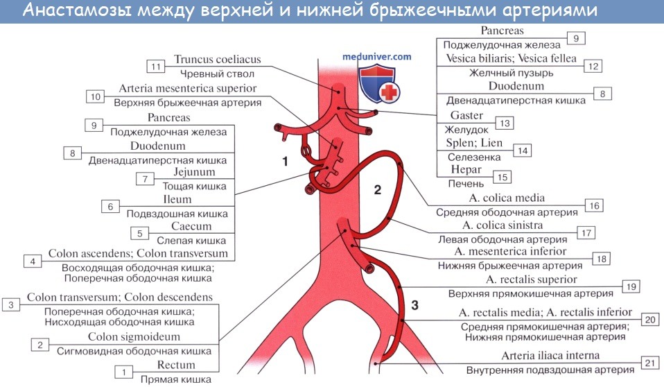 Анатомия: Верхняя брыжеечная артерия, а. mesenterica superior