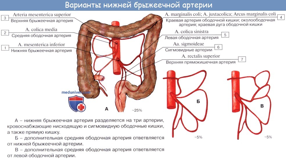 Анатомия: Нижняя брыжеечная артерия, а. mesenterica inferior