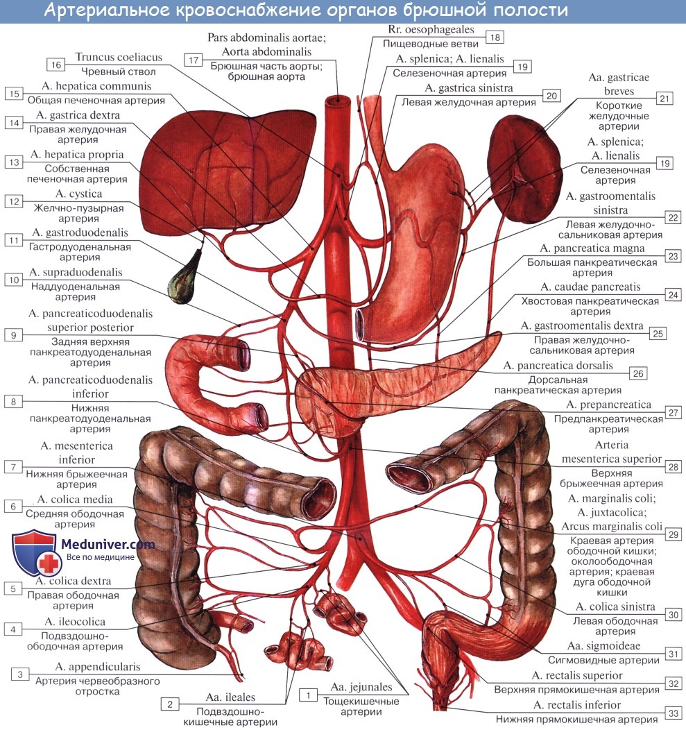 Анатомия: Нижняя брыжеечная артерия, а. mesenterica inferior