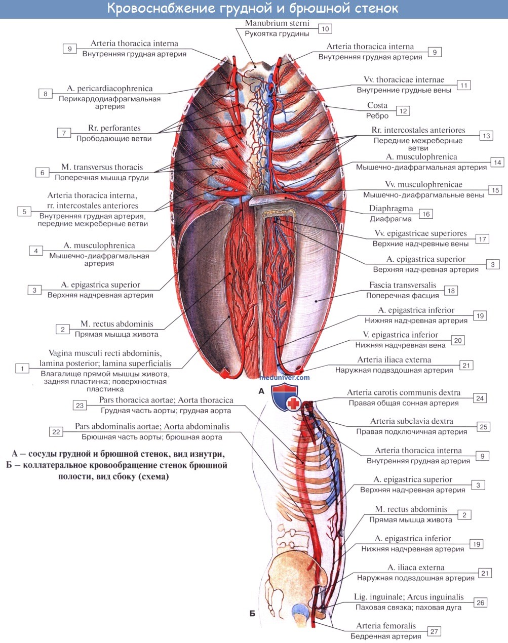 Анатомия: Пристеночные ветви брюшной части аорты