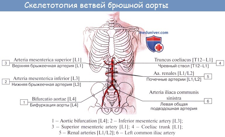 Отделения хирургического лечения аорты на Рублевском шоссе д.135