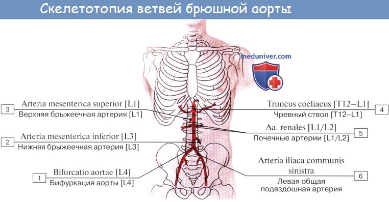 Анатомия: Парные висцеральные ветви: почечная артерия (a. renalis), средняя надпочечниковая артерия (a. suprarenalis media)