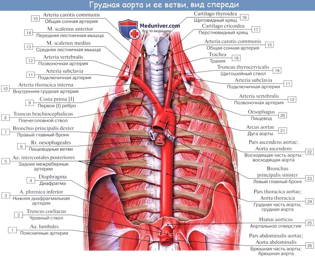 Анатомия: Ветви нисходящей части аорты. Ветви грудной части аорты