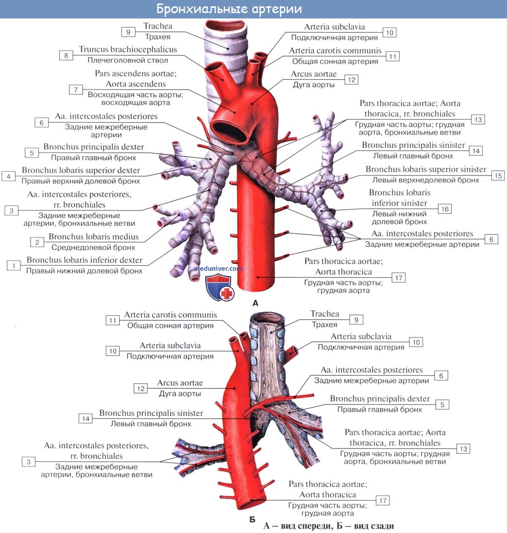 Анатомия: Ветви нисходящей части аорты. Ветви грудной части аорты