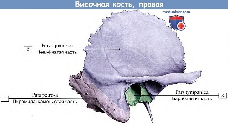 Анатомия: Височная кость
