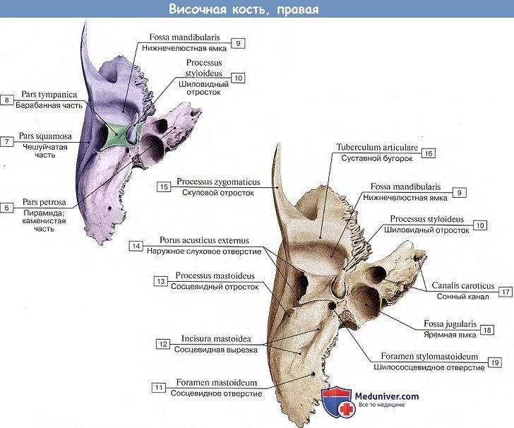 Анатомия: Височная кость