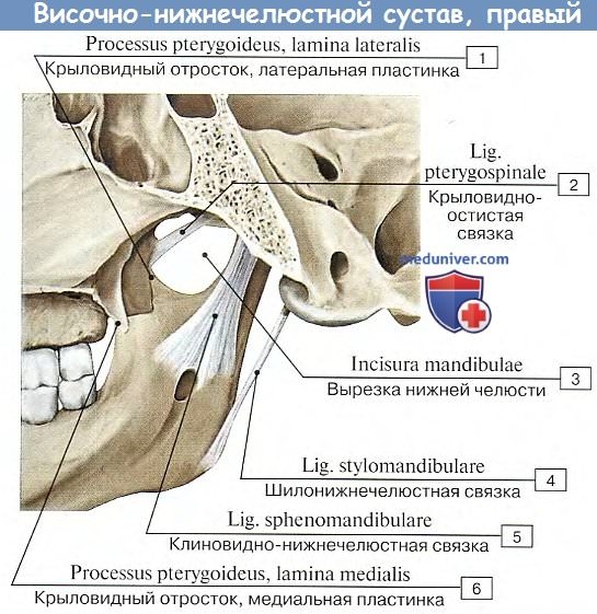 Изображение - Диск челюстного сустава visochno-nignechelustnoi_sustav-3a