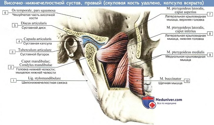 Анатомия: Височно-нижнечелюстной сустав (articulatio temporomandibular)