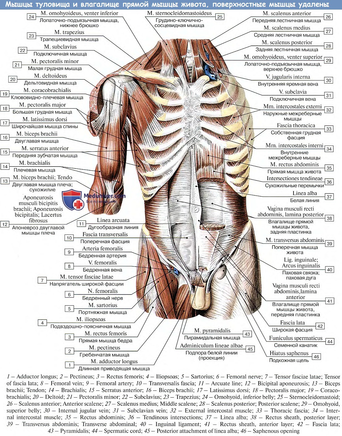 Влагалище прямой мышцы живота: Передняя пластинка