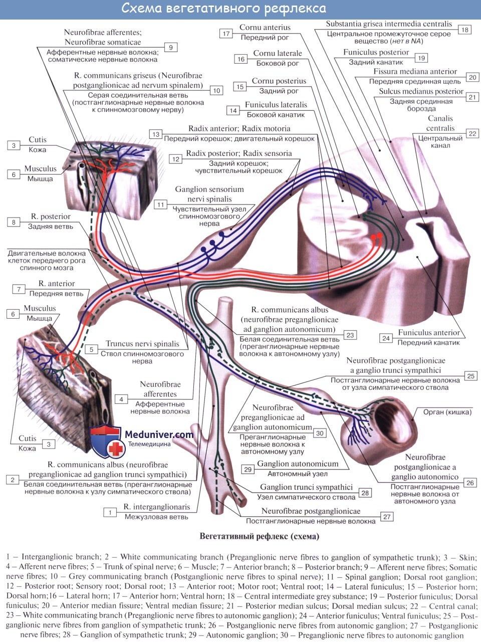 Спинномозговой нерв рефлекторная дуга. Рефлекторная дуга центральной нервной системы анатомия. Вегетативные волокна в составе спинномозговых нервов. Схема дуги вегетативного рефлекса.