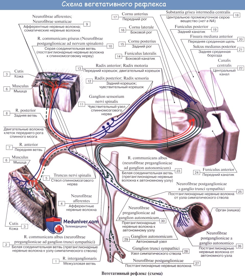 Анатомия: Рефлекторная дуга вегетативной нервной системы