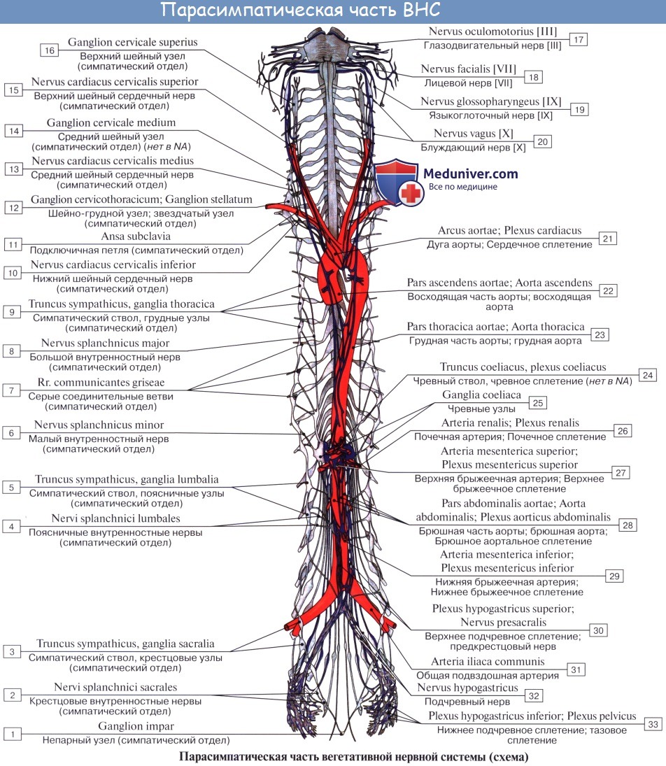 Анатомия: Вегетативная (автономная) нервная система