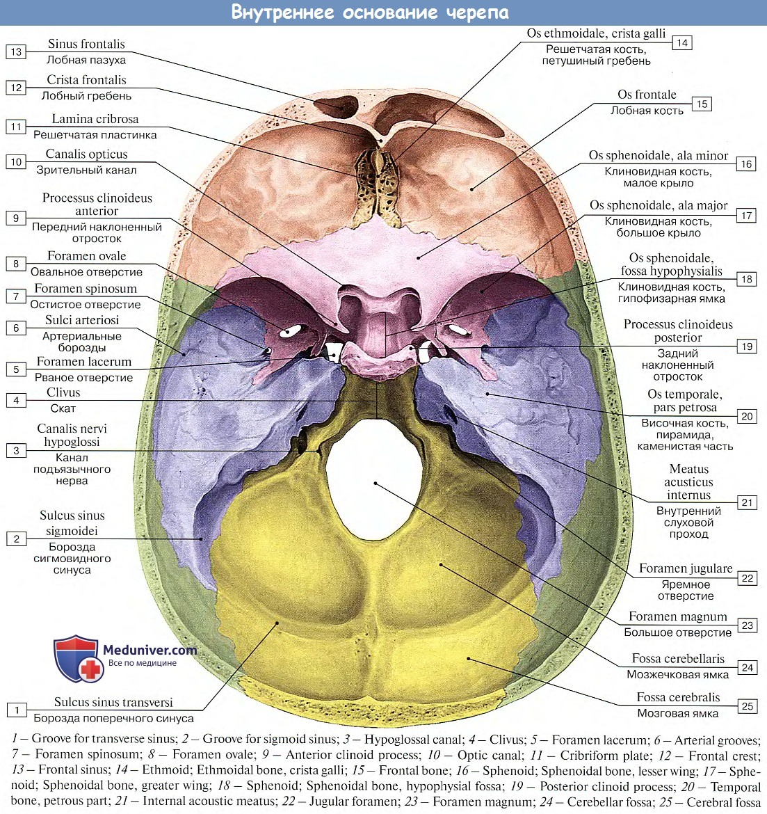 Внутренняя поверхность отверстия. Черепные ямки внутреннего основания черепа. Внутренне основание черепа топографическая анатомия. Наружное основание черепа строение анатомия. Отверстия внутреннего основания черепа.
