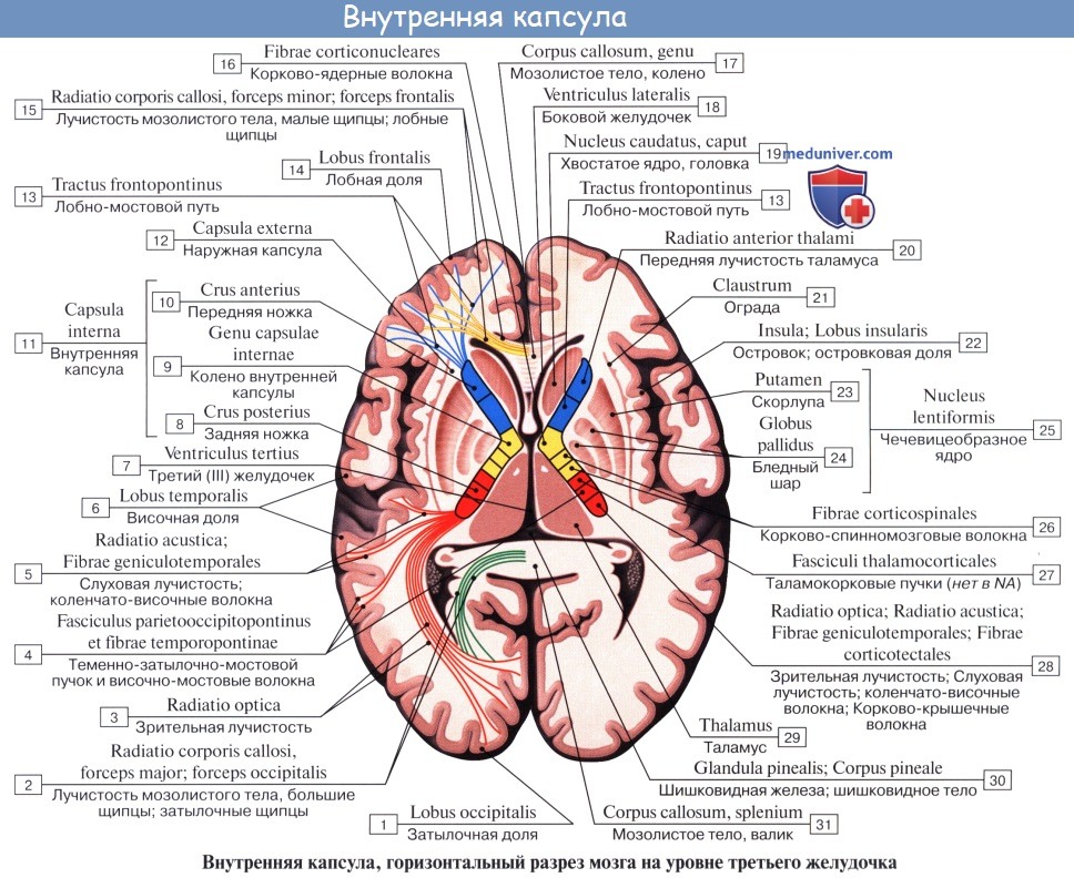 Анатомия: Внутренняя капсула, capsula interna