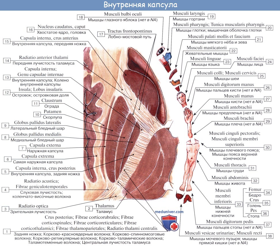 Анатомия: Внутренняя капсула, capsula interna