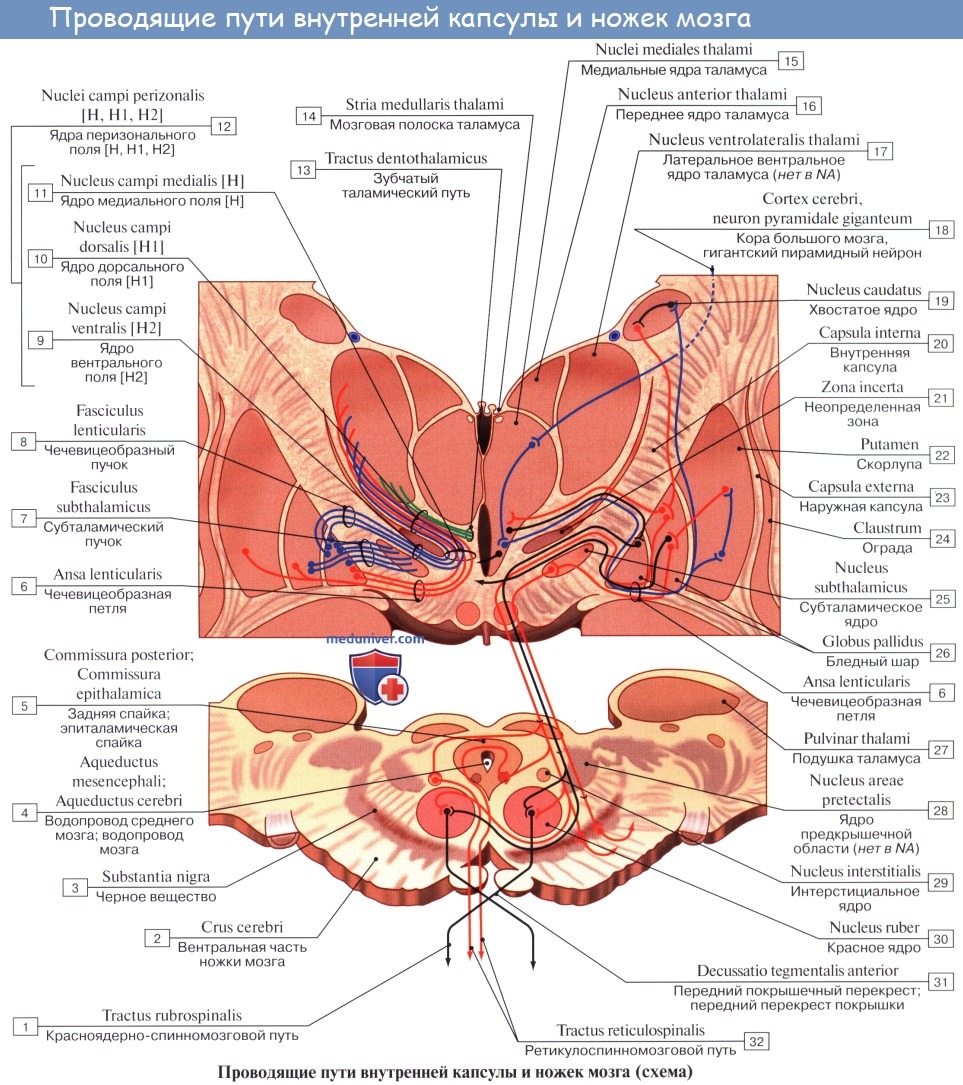 Анатомия: Проводящие пути внутренней капсулы и ствола мозга