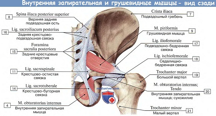 Анатомия: Внутренняя запирательная и грушевидные мышцы